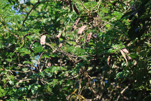 Senegalia schweinfurthii, photograph 1