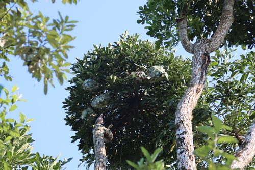 Cussonia sphaerocephala, photograph 3