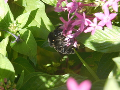 Bombus morio