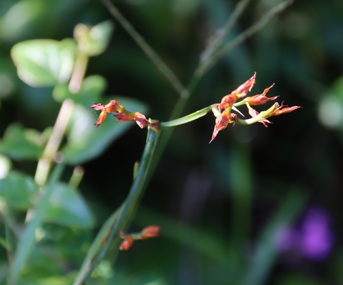 Crocosmia aurea, photograph 6