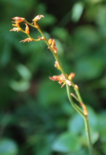 Crocosmia aurea, photograph 4