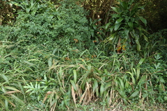 (c) Tony Rebelo, some rights reserved (CC BY-SA) Crocosmia aurea, photograph (c) Tony Rebelo, some rights reserved (CC BY-SA)