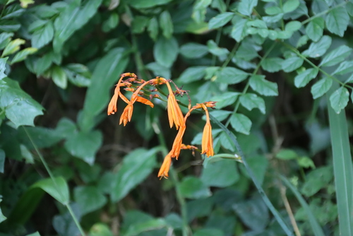 Crocosmia aurea, photograph 3