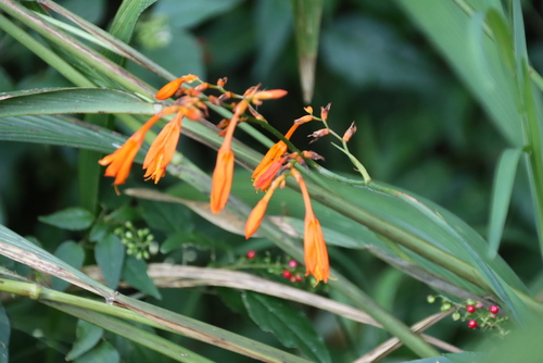 Crocosmia aurea, photograph 2