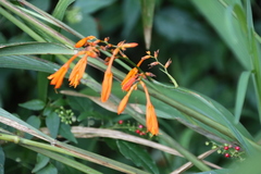 (c) Tony Rebelo, some rights reserved (CC BY-SA) Crocosmia aurea, photograph (c) Tony Rebelo, some rights reserved (CC BY-SA)