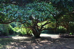 Ficus lutea, photograph (c) Tony Rebelo, some rights reserved (CC BY-SA)