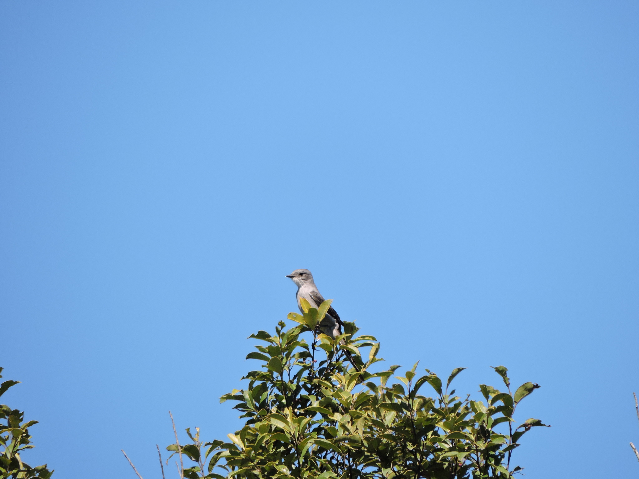 Shear-tailed Grey Tyrant (Muscipipra vetula), photo 1