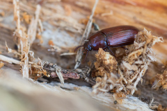 Uloma culinaris