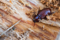 Uloma culinaris