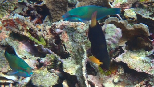 Halfband-papegaaivis (Scarus dimidiatus) — Scaridae — 3