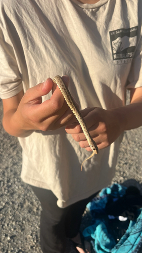 iNaturalist observation photo of Pacific Gopher Snake