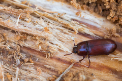 Uloma culinaris