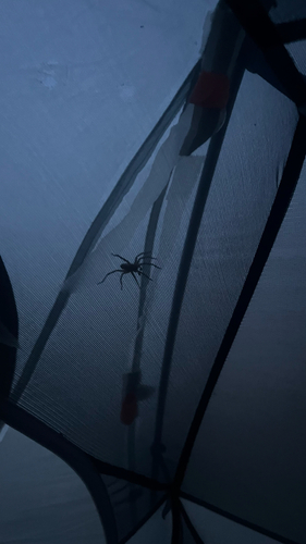 iNaturalist observation photo of Spiders