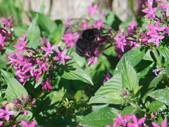 Bombus morio