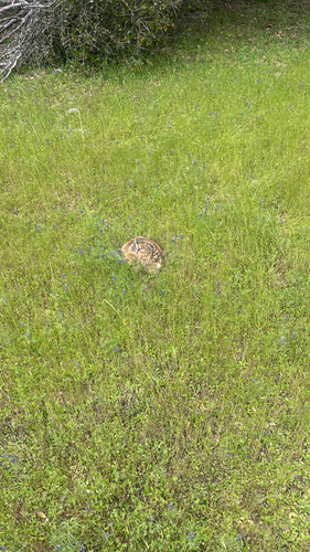 iNaturalist observation photo of Mule Deer