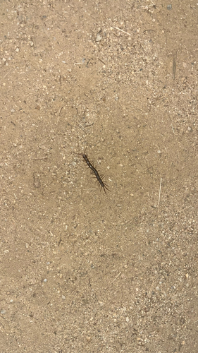 iNaturalist observation photo of Giant Centipedes