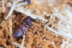 Uloma culinaris