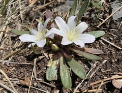 Lewisia