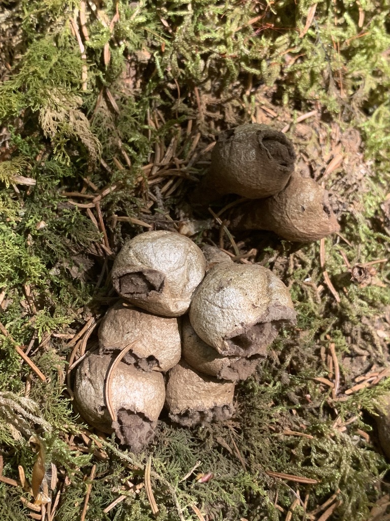 Apioperdon pyriforme · April 2026 · photo: © steffen_burkhardt (iNaturalist, cc0)