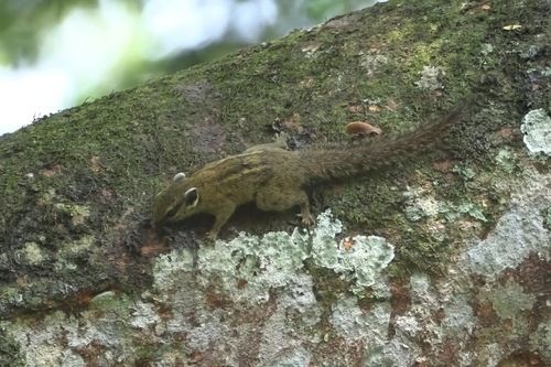 Alexander's Bush Squirrel