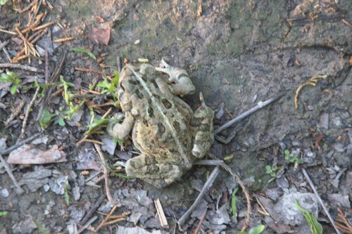 Fowler's Toad observed by mikeholthaus