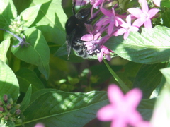 Bombus morio