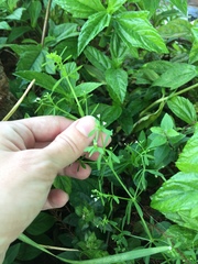 Galium