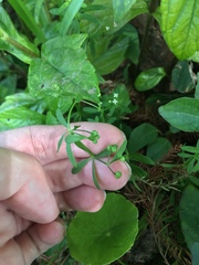 Galium