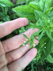 Galium
