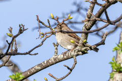 Passer domesticus