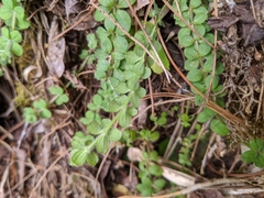 Galium formosense