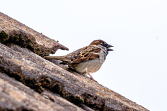 Passer domesticus