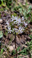 Allium tulipifolium, photograph (c) Анна Митрошенкова, some rights reserved (CC BY)