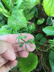Galium