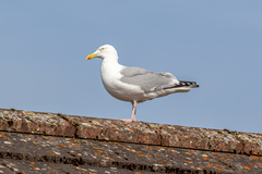 Larus argentatus
