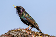 Sturnus vulgaris