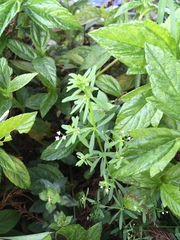 Galium