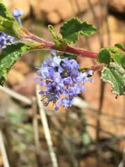 Ceanothus foliosus