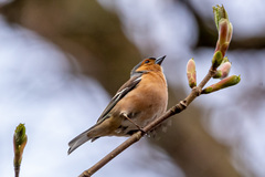 Fringilla coelebs