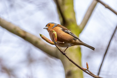 Fringilla coelebs