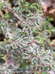 Ceanothus foliosus