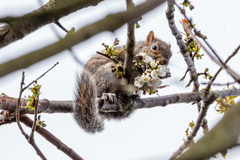 Sciurus carolinensis