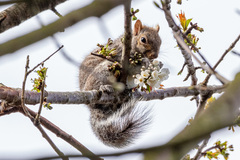 Sciurus carolinensis
