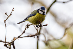 Cyanistes caeruleus