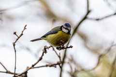 Cyanistes caeruleus