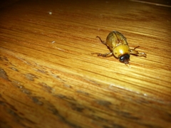 Cyclocephala borealis