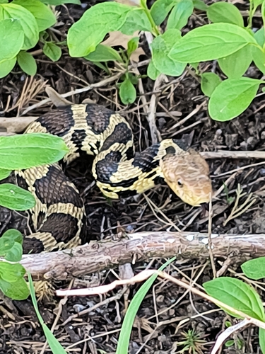 Western Foxsnake