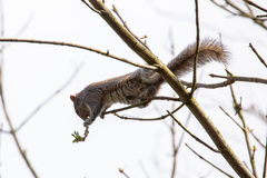 Sciurus carolinensis