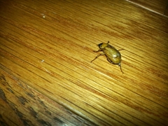 Cyclocephala borealis