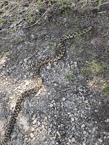Western Foxsnake